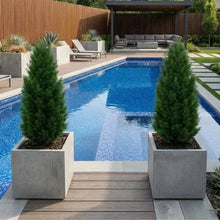 Faux4_UVResistantCedarTreeIndoorandOutdoor_2-pack5 - Brands For Less USA