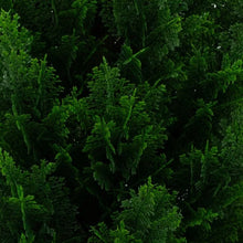 Faux4_UVResistantCedarTreeIndoorandOutdoor_2-pack6 - USA Mega Market