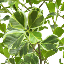 Faux6-5FicusTree-_5 - USA Mega Market