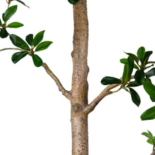 Faux8-QuinceTree1-_4 - USA Mega Market