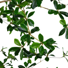 Faux8-QuinceTree2-_3 - USA Mega Market