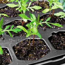 Ferry-Morse-Pro-Hex-Seed-Startin4 - USA Mega Market