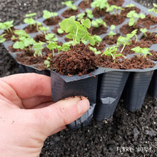 Ferry-Morse-Pro-Hex-Seed-Startin6 - USA Mega Market