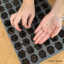 Ferry Morse Pro-Hex Seed Starting Tray 72 Cells - Reusable Plastic Tray