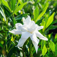 Gardenia Frost Proof Collection