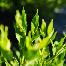 GardeniaFrostProofCollection3 - USA Mega Market
