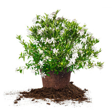 GardeniaFrostProofCollection - USA Mega Market