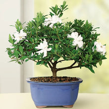 GardeniaSmallBonsaiTree - USA Mega Market