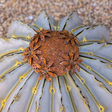 GoldenBarrelTorchSculpturebyDesertSteel-_3 - USA Mega Market