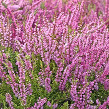 Heather Mediterranean, 3-pack