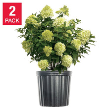 HydrangeaShrubs3Gallon_2-pack - USA Mega Market