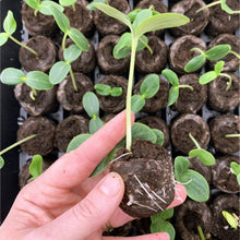Jiffy-25-Cell-Seed-Starting-Gree1 - USA Mega Market