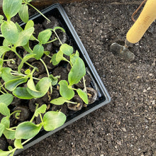 Jiffy-25-Cell-Seed-Starting-Gree2 - USA Mega Market
