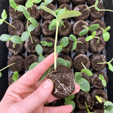 Jiffy-72-Cell-Greenhouse-Seed-St1 - USA Mega Market