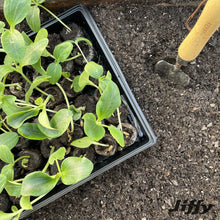 Jiffy-72-Cell-Greenhouse-Seed-St2 - USA Mega Market