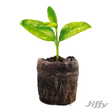 Jiffy-72-Cell-Greenhouse-Seed-St9 - USA Mega Market