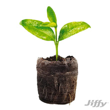 Jiffy 72 Cell Greenhouse Seed Starter Kit with 36mm Peat Pellets