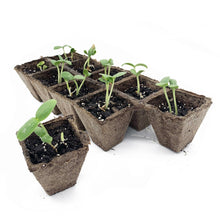 Jiffy-Strips-Biodegradable-Seed4 - USA Mega Market