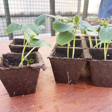 Jiffy-Strips-Biodegradable-Seed6 - USA Mega Market
