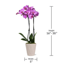 Just-Add-Ice-Live-Plant-16-30-Ta4_f8b513cd-b4db-43de-a4d4-c232c9dcec5f - USA Mega Market