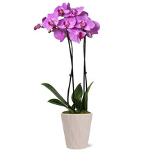 Just-Add-Ice-Live-Plant-16-30-Ta - USA Mega Market
