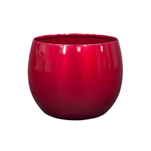 Longfield Gardens Amaryllis Bulb with Container