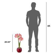 Longfield Gardens Amaryllis Bulb with Container