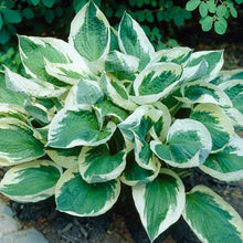 LongfieldGardensAstilbesandHostaShadeGardens1 - USA Mega Market