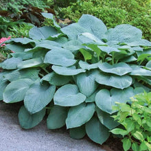 LongfieldGardensAstilbesandHostaShadeGardens2 - USA Mega Market