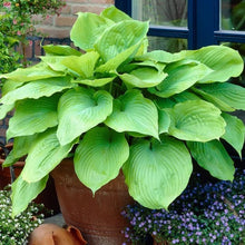 LongfieldGardensAstilbesandHostaShadeGardens3 - USA Mega Market