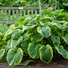 LongfieldGardensAstilbesandHostaShadeGardens4 - USA Mega Market