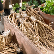 LongfieldGardensAstilbesandHostaShadeGardens5 - USA Mega Market