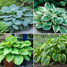 LongfieldGardensAstilbesandHostaShadeGardens - USA Mega Market