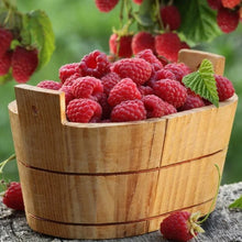LongfieldGardensBarerootFruit1 - USA Mega Market