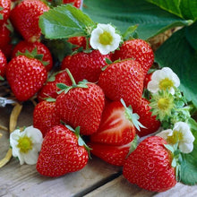 LongfieldGardensBarerootFruitCollections1 - USA Mega Market