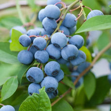LongfieldGardensBarerootFruitCollections2 - USA Mega Market