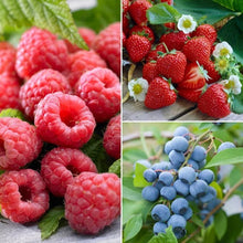 LongfieldGardensBarerootFruitCollections5 - USA Mega Market