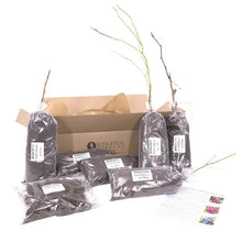 LongfieldGardensBarerootFruitCollections6 - USA Mega Market