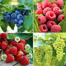 LongfieldGardensBarerootFruitCollections - USA Mega Market