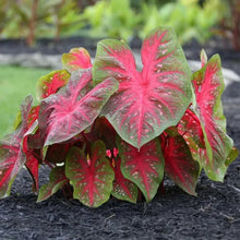 Longfield Gardens Caladiums