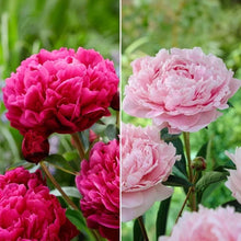LongfieldGardensClassicPeonyCollection_8Plants2 - USA Mega Market
