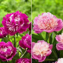 LongfieldGardensClassicPeonyCollection_8Plants3 - USA Mega Market