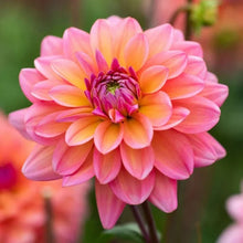 LongfieldGardensDahliaCollectionsAssortedColors_12-count2 - USA Mega Market