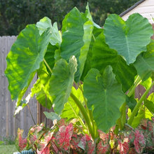 LongfieldGardensElephantEarCollections3 - USA Mega Market