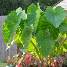 Longfield Gardens Elephant Ear Collections