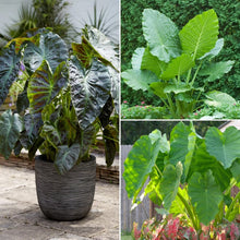 LongfieldGardensElephantEarCollections - USA Mega Market