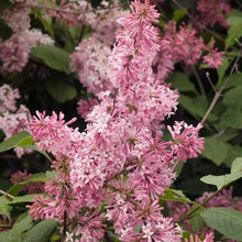 Longfield Gardens Lilac’s