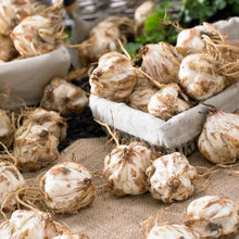 LongfieldGardensLilyCollections_35-count5 - USA Mega Market