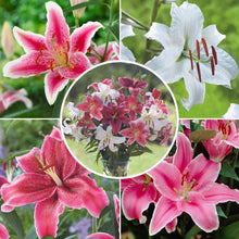LongfieldGardensLilyCollections_35-count - USA Mega Market