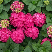 Longfield Gardens Pink/Red Hydrangea’s